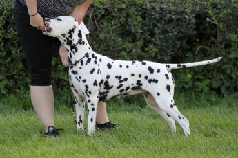 WAFDAL Show 2019 Bratislava For those who couldn't be there... pictures from the Wafdal Show 2019
(C) Andrea Theuerkauf-Höppner