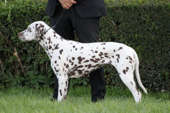 WAFDAL Show 2019 Bratislava For those who couldn't be there... pictures from the Wafdal Show 2019
(C) Andrea Theuerkauf-Höppner