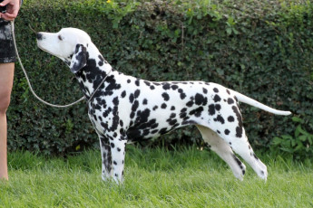 WAFDAL Show 2019 Bratislava For those who couldn't be there... pictures from the Wafdal Show 2019
(C) Andrea Theuerkauf-Höppner