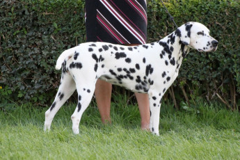 WAFDAL Show 2019 Bratislava For those who couldn't be there... pictures from the Wafdal Show 2019
(C) Andrea Theuerkauf-Höppner