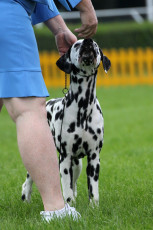 WAFDAL Show 2019 Bratislava For those who couldn't be there... pictures from the Wafdal Show 2019
(C) Andrea Theuerkauf-Höppner