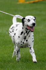 WAFDAL Show 2019 Bratislava For those who couldn't be there... pictures from the Wafdal Show 2019
(C) Andrea Theuerkauf-Höppner