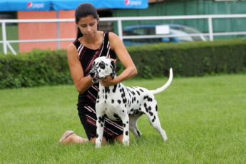 WAFDAL Show 2019 Bratislava For those who couldn't be there... pictures from the Wafdal Show 2019
(C) Andrea Theuerkauf-Höppner