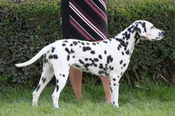 WAFDAL Show 2019 Bratislava For those who couldn't be there... pictures from the Wafdal Show 2019
(C) Andrea Theuerkauf-Höppner