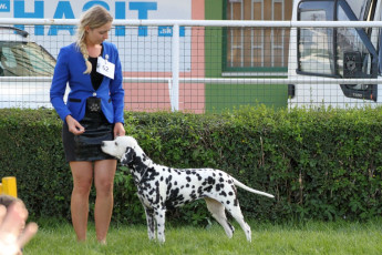 WAFDAL Show 2019 Bratislava For those who couldn't be there... pictures from the Wafdal Show 2019
(C) Andrea Theuerkauf-Höppner