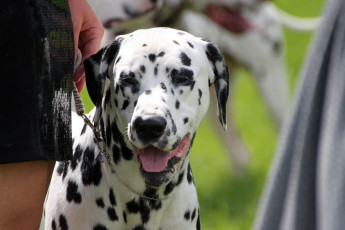 WAFDAL Show 2019 Bratislava For those who couldn't be there... pictures from the Wafdal Show 2019
(C) Andrea Theuerkauf-Höppner