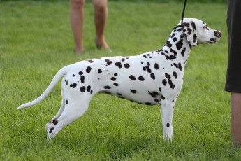 WAFDAL Show 2019 Bratislava For those who couldn't be there... pictures from the Wafdal Show 2019
(C) Andrea Theuerkauf-Höppner