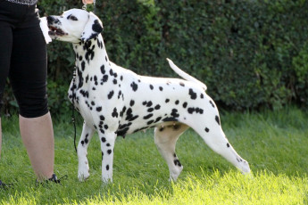 WAFDAL Show 2019 Bratislava For those who couldn't be there... pictures from the Wafdal Show 2019
(C) Andrea Theuerkauf-Höppner