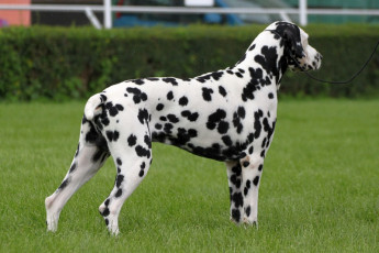 WAFDAL Show 2019 Bratislava For those who couldn't be there... pictures from the Wafdal Show 2019
(C) Andrea Theuerkauf-Höppner