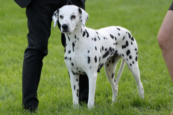 WAFDAL Show 2019 Bratislava For those who couldn't be there... pictures from the Wafdal Show 2019
(C) Andrea Theuerkauf-Höppner