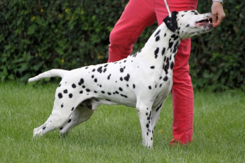 WAFDAL Show 2019 Bratislava For those who couldn't be there... pictures from the Wafdal Show 2019
(C) Andrea Theuerkauf-Höppner