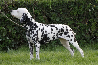 WAFDAL Show 2019 Bratislava For those who couldn't be there... pictures from the Wafdal Show 2019
(C) Andrea Theuerkauf-Höppner