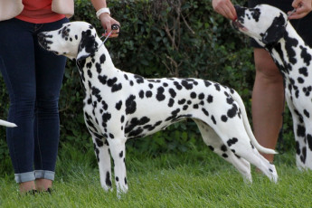 WAFDAL Show 2019 Bratislava For those who couldn't be there... pictures from the Wafdal Show 2019
(C) Andrea Theuerkauf-Höppner