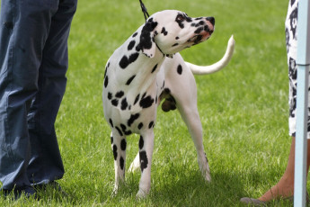 WAFDAL Show 2019 Bratislava For those who couldn't be there... pictures from the Wafdal Show 2019
(C) Andrea Theuerkauf-Höppner