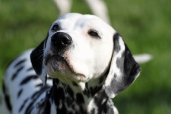 WAFDAL Show 2019 Bratislava For those who couldn't be there... pictures from the Wafdal Show 2019
(C) Andrea Theuerkauf-Höppner