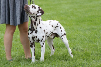 WAFDAL Show 2019 Bratislava For those who couldn't be there... pictures from the Wafdal Show 2019
(C) Andrea Theuerkauf-Höppner