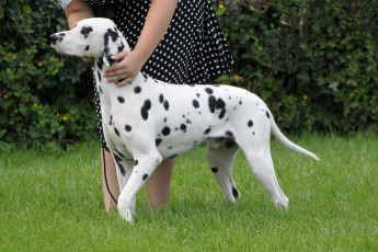 WAFDAL Show 2019 Bratislava For those who couldn't be there... pictures from the Wafdal Show 2019
(C) Andrea Theuerkauf-Höppner