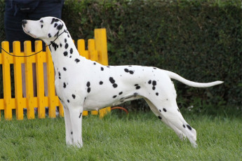 WAFDAL Show 2019 Bratislava For those who couldn't be there... pictures from the Wafdal Show 2019
(C) Andrea Theuerkauf-Höppner