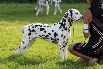 WAFDAL Show 2019 Bratislava For those who couldn't be there... pictures from the Wafdal Show 2019
(C) Andrea Theuerkauf-Höppner