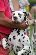 WAFDAL Show 2019 Bratislava For those who couldn't be there... pictures from the Wafdal Show 2019
(C) Andrea Theuerkauf-Höppner