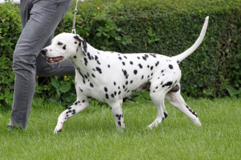 WAFDAL Show 2019 Bratislava For those who couldn't be there... pictures from the Wafdal Show 2019
(C) Andrea Theuerkauf-Höppner