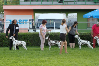 WAFDAL Show 2019 Bratislava For those who couldn't be there... pictures from the Wafdal Show 2019
(C) Andrea Theuerkauf-Höppner