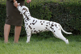 WAFDAL Show 2019 Bratislava For those who couldn't be there... pictures from the Wafdal Show 2019
(C) Andrea Theuerkauf-Höppner