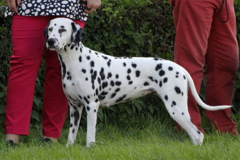 WAFDAL Show 2019 Bratislava For those who couldn't be there... pictures from the Wafdal Show 2019
(C) Andrea Theuerkauf-Höppner