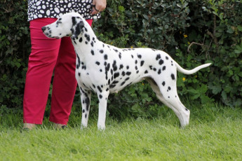 WAFDAL Show 2019 Bratislava For those who couldn't be there... pictures from the Wafdal Show 2019
(C) Andrea Theuerkauf-Höppner