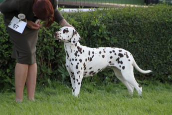 WAFDAL Show 2019 Bratislava For those who couldn't be there... pictures from the Wafdal Show 2019
(C) Andrea Theuerkauf-Höppner