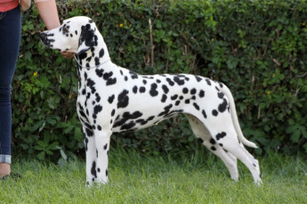 WAFDAL Show 2019 Bratislava For those who couldn't be there... pictures from the Wafdal Show 2019
(C) Andrea Theuerkauf-Höppner