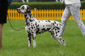 WAFDAL Show 2019 Bratislava For those who couldn't be there... pictures from the Wafdal Show 2019
(C) Andrea Theuerkauf-Höppner