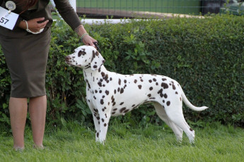 WAFDAL Show 2019 Bratislava For those who couldn't be there... pictures from the Wafdal Show 2019
(C) Andrea Theuerkauf-Höppner