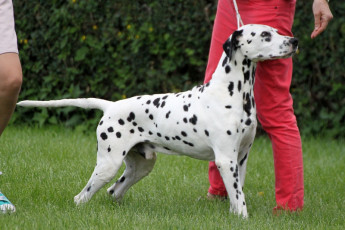 WAFDAL Show 2019 Bratislava For those who couldn't be there... pictures from the Wafdal Show 2019
(C) Andrea Theuerkauf-Höppner