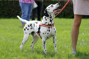 WAFDAL Show 2019 Bratislava For those who couldn't be there... pictures from the Wafdal Show 2019
(C) Andrea Theuerkauf-Höppner