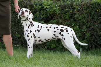 WAFDAL Show 2019 Bratislava For those who couldn't be there... pictures from the Wafdal Show 2019
(C) Andrea Theuerkauf-Höppner