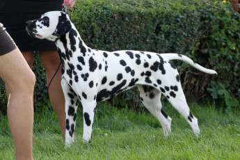 WAFDAL Show 2019 Bratislava For those who couldn't be there... pictures from the Wafdal Show 2019
(C) Andrea Theuerkauf-Höppner