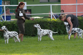 WAFDAL Show 2019 Bratislava For those who couldn't be there... pictures from the Wafdal Show 2019
(C) Andrea Theuerkauf-Höppner