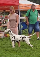 WAFDAL Show 2019 Bratislava For those who couldn't be there... pictures from the Wafdal Show 2019
(C) Andrea Theuerkauf-Höppner