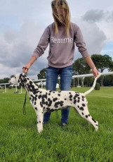 WAFDAL Show 2019 Bratislava For those who couldn't be there... pictures from the Wafdal Show 2019
(C) Andrea Theuerkauf-Höppner