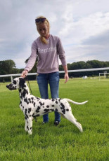 WAFDAL Show 2019 Bratislava For those who couldn't be there... pictures from the Wafdal Show 2019
(C) Andrea Theuerkauf-Höppner