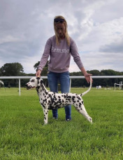 WAFDAL Show 2019 Bratislava For those who couldn't be there... pictures from the Wafdal Show 2019
(C) Andrea Theuerkauf-Höppner