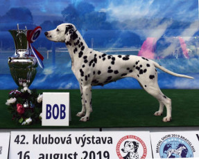 WAFDAL Show 2019 Bratislava For those who couldn't be there... pictures from the Wafdal Show 2019
(C) Andrea Theuerkauf-Höppner