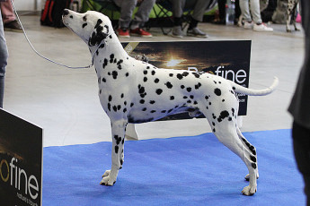 WAFDAL Show Prague 2015