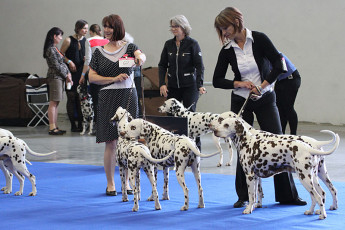 WAFDAL Show Prague 2015