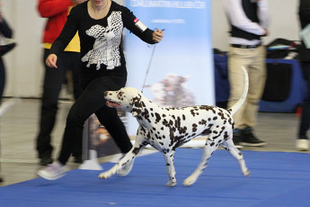 WAFDAL Show Prague 2015
