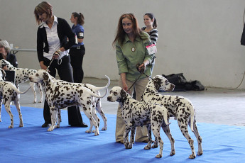 WAFDAL Show Prague 2015