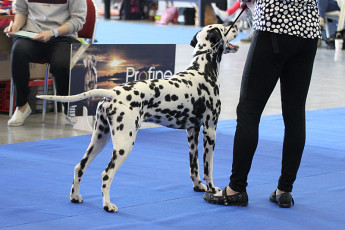 WAFDAL Show Prague 2015