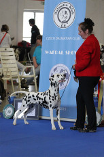 WAFDAL Show Prague 2015