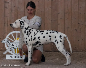 Veteran class - Alvin v. Chirlitz